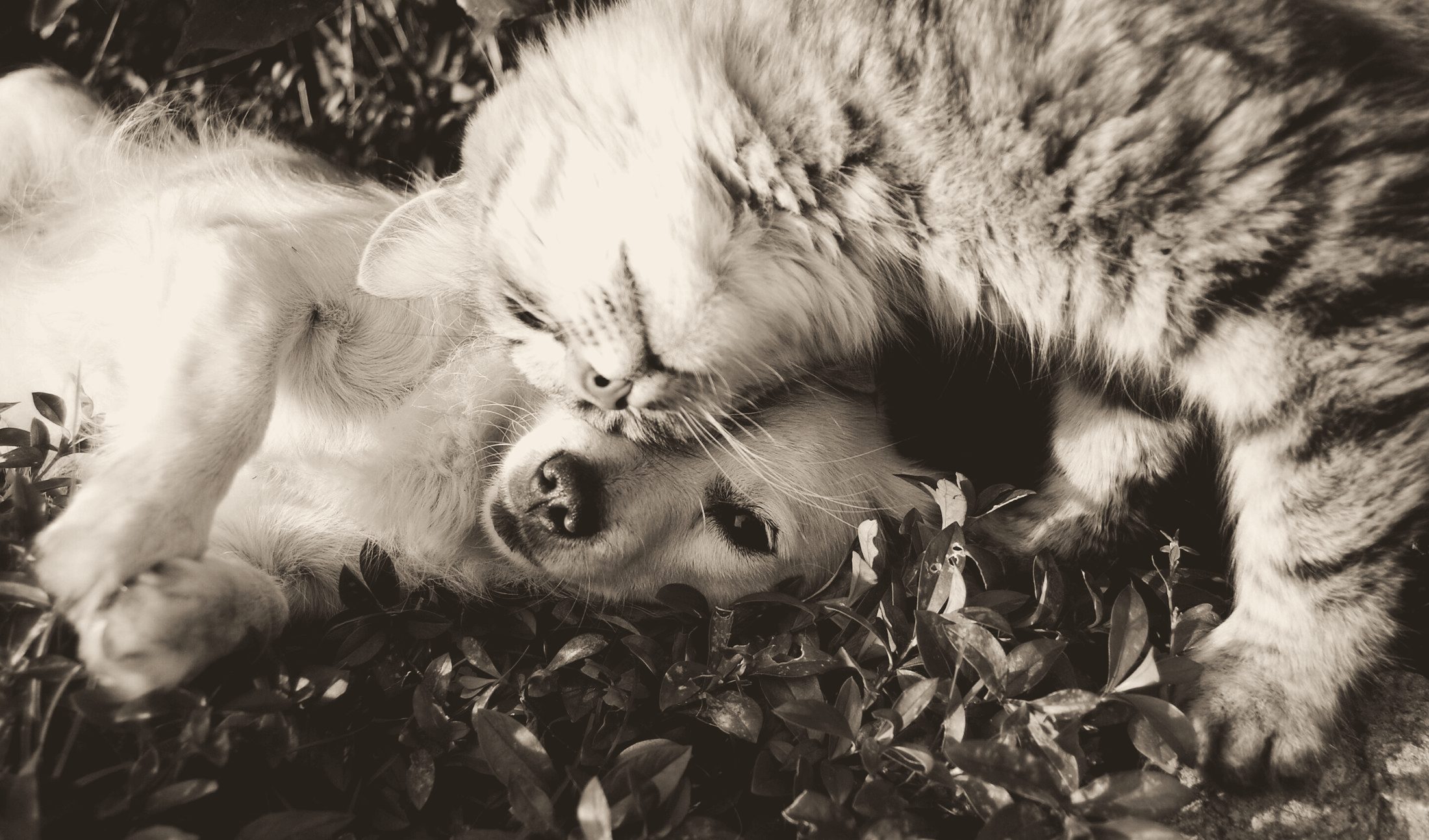 Un perro y un gato descansando juntos